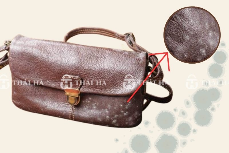 Vết bẩn nhẹ (mốc, bám nước, vết đồ ăn)